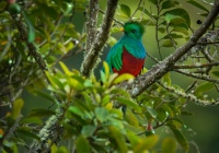 Kvesal chocholaty - Pharomachrus mocinno - Quetzal 7842